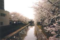 Cherry Trees in Toyama