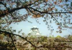 Osaka Castle thru a Cherry Tree